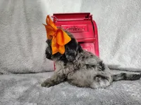 Orange -medium, a male Goldendoodle for sale in Coleman, TX – 2 of 8