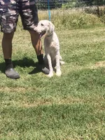 Milo, a male Poodle - Standard  for sale in Coleman, TX – 3 of 9