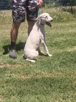 Milo, a male Poodle - Standard  for sale in Coleman, TX – 5 of 9