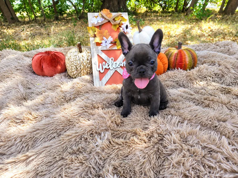 Pearl – French Bulldog puppy for sale in Coleman, TX