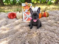 Pearl, a female French Bulldog for sale in Coleman, TX – 1 of 4