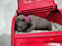 Opal, a female French Bulldog for sale in Coleman, TX – 4 of 5
