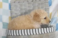 Orange , a male Goldendoodle for sale in Coleman, TX – 7 of 7