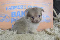 Teal, a male Chihuahua for sale in Coleman, TX – 3 of 6