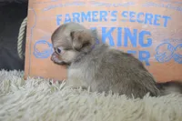 Teal, a male Chihuahua for sale in Coleman, TX – 6 of 6