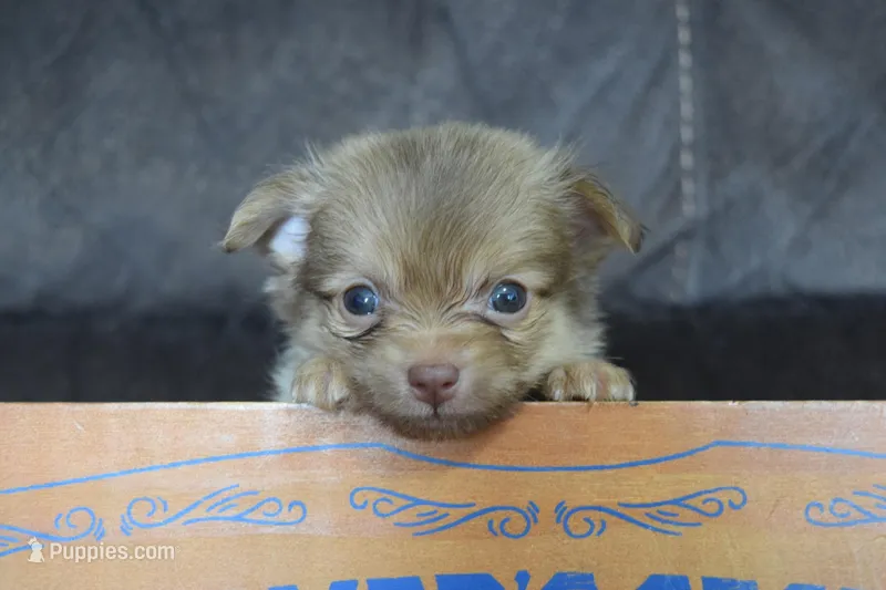 Teal – Chihuahua puppy for sale in Coleman, TX