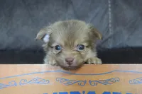 Teal, a male Chihuahua for sale in Coleman, TX – 1 of 6