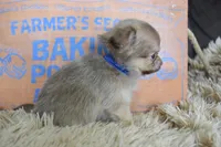 Teal, a male Chihuahua for sale in Coleman, TX – 5 of 6