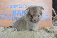 Teal, a male Chihuahua for sale in Coleman, TX – 2 of 6