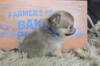 Teal, a male Chihuahua for sale in Coleman, TX – 4 of 6