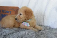 Weekend sale-Orange , a male Miniature Goldendoodle for sale in Coleman, TX – 3 of 5