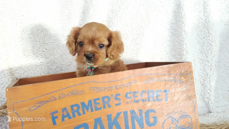 Blue – Cavalier King Charles Spaniel puppy for sale in Coleman, TX