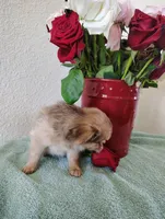 Hot cocoa , a male Chihuahua for sale in Coleman, TX – 8 of 8