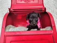 Long Hair- Nutella, a female Miniature Dachshund for sale in Coleman, TX – 5 of 5