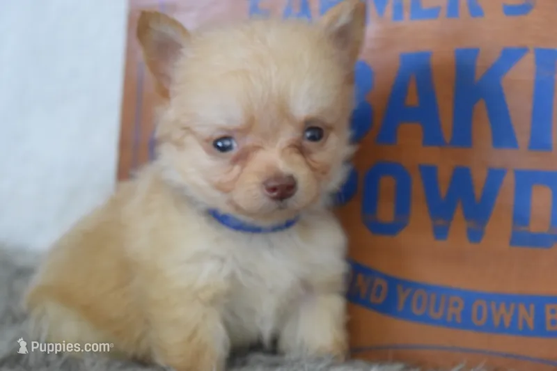Dark blue – Chihuahua puppy for sale in Coleman, TX