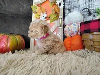 Princess , a female Havapoo for sale in Coleman, TX – 2 of 4