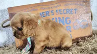 Blue, a male Cavalier King Charles Spaniel for sale in Coleman, TX – 4 of 4