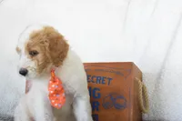 Green, a male Miniature Goldendoodle for sale in Coleman, TX – 3 of 6