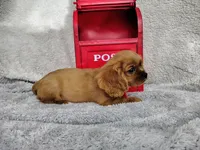 Weekend sale-Blue, a male Cavalier King Charles Spaniel for sale in Weatherford, TX – 3 of 4