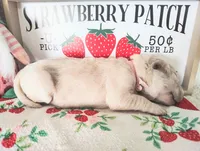 Light Pink, a female Golden Retriever for sale in Coleman, TX – 2 of 4