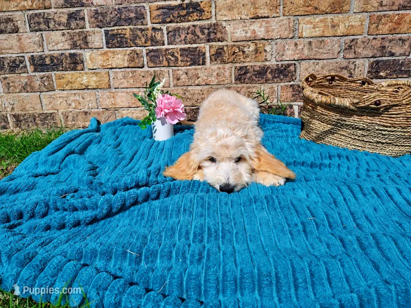 Orange-Standard – Goldendoodle puppy for sale in Coleman, TX