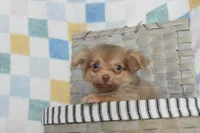 Hot cocoa , a male Chihuahua for sale in Weatherford, TX – 7 of 7