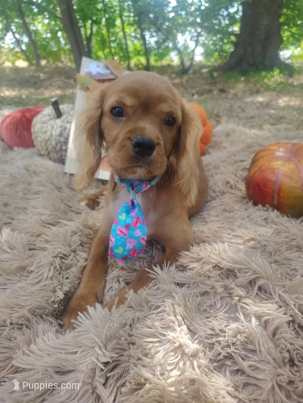 Orange – Cavalier King Charles Spaniel puppy for sale in Coleman, TX