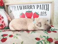 Baby blue, a male Golden Retriever for sale in Coleman, TX – 4 of 6