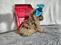 Blue-medium, a male Goldendoodle for sale in Coleman, TX – 6 of 6