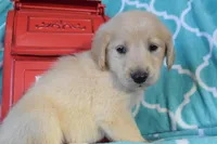Maroon, a female Golden Retriever for sale in Coleman, TX – 2 of 5