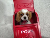 Weekend sale -Black , a male Cavalier King Charles Spaniel for sale in Weatherford, TX – 3 of 5