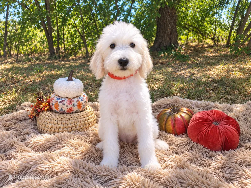 Light pink-medium – Goldendoodle puppy for sale in Coleman, TX