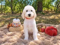Light pink-medium, a female Goldendoodle for sale in Coleman, TX – 1 of 3
