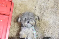 Teacup -McLaren, a male Maltipoo for sale in Coleman, TX – 6 of 7