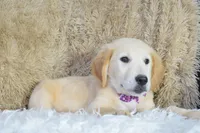 Purple, a female Golden Retriever for sale in Coleman, TX – 8 of 10