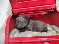 Opal, a female French Bulldog for sale in Coleman, TX – 3 of 5