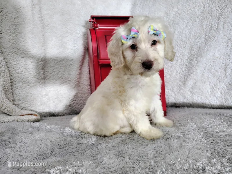 Baby blue-medium  – Goldendoodle puppy for sale in Coleman, TX