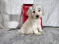 Baby blue-medium , a male Goldendoodle for sale in Coleman, TX – 1 of 6