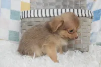 Hot cocoa , a male Chihuahua for sale in Weatherford, TX – 4 of 7