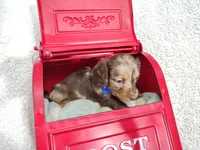 Long hair-Kit Kat, a male Miniature Dachshund for sale in Coleman, TX – 2 of 5