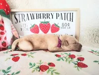 Dark purple, a female Golden Retriever for sale in Coleman, TX – 3 of 4