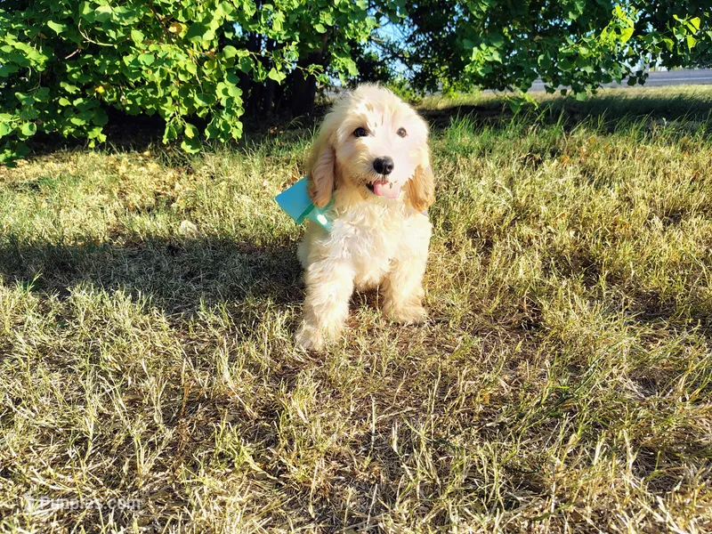 Teal-Medium – Goldendoodle puppy for sale in Coleman, TX