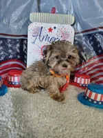 McLaren, a male Maltipoo for sale in Coleman, TX – 3 of 6