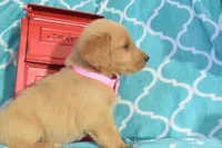 Light Pink, a female Golden Retriever for sale in Coleman, TX – 3 of 5