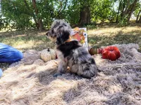 Orange -medium, a male Goldendoodle for sale in Coleman, TX – 2 of 4