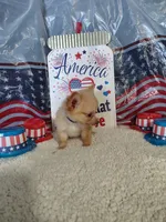 Dark blue, a male Chihuahua for sale in Coleman, TX – 2 of 9