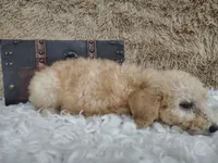 Light pink, a female Goldendoodle for sale in Coleman, TX – 5 of 7