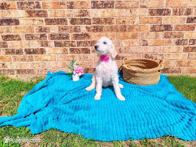 Purple-Standard – Goldendoodle puppy for sale in Coleman, TX