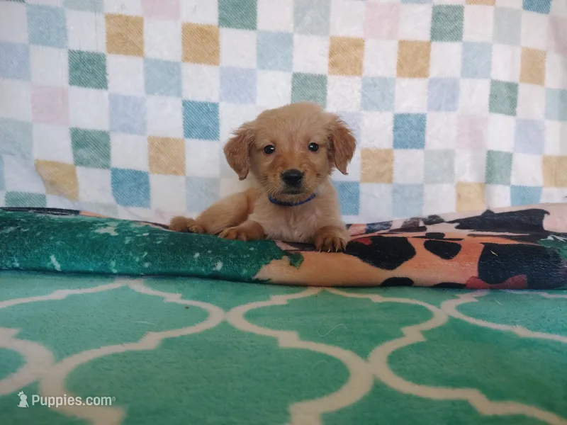 Macaroon – Golden Retriever puppy for sale in Coleman, TX