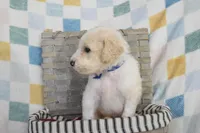 Blue, a male Goldendoodle for sale in Coleman, TX – 4 of 7